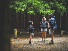The Firs picnic area in Stewarts Brook State Forest