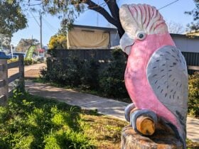 The Galah sculpture by Mark Ray at Pocket Park Sandy Hollow