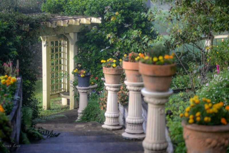 pot plants in the garden