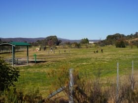 Dog Park