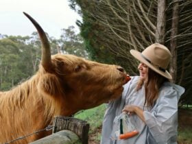 Animal Encounter with Highland cows