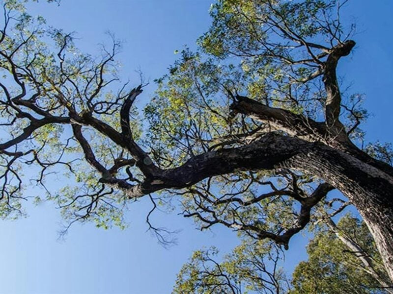 Thirlmere Lakes tree, Thirlmere Lakes National Park. Photo: John Spencer © OEH