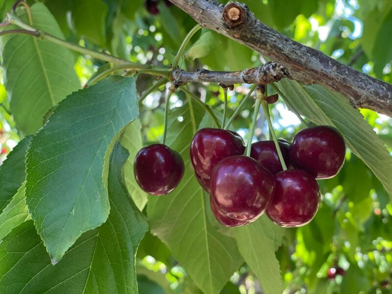 Big, dark red, Lapins cherries on the tree ready to pick and eat