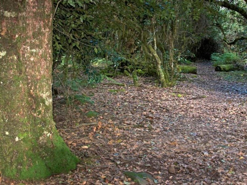 Thunderbolts lookout walk, Barrington Tops National Park. Photo: John Spencer
