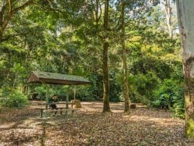 Tooloom picnic area, Tooloom Nature reserve. Photo: John Spencer © DPIE