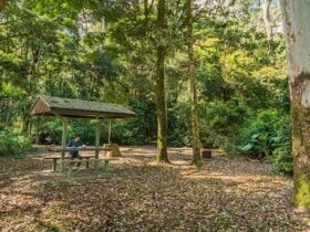 Tooloom picnic area, Tooloom Nature reserve. Photo: John Spencer © OEH