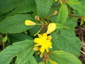 Native jute in Toonumbar National Park. Photo: Kersten Tuckey © DPIE