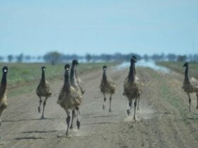 Photo of emus running in a heat haze, Toorale National Park. Photo: D Haskard/OEH