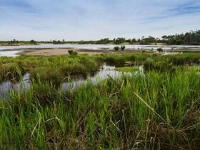 Wetlands, Towra Point Nature Reserve. Photo: John Spencer/NSW Government