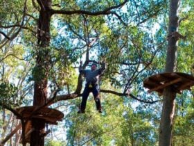Tree Top adventure park, Blue Gum Hills Regional Park. Photo: John Yurasek