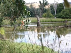 Tumut Wetlands Snowy Valleys NSW