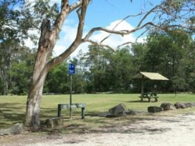 Picnic shelters and trees at Tunks Hill picnic area in Lane Cove National Park. Photo: Nathan