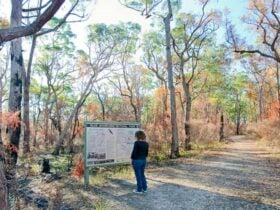 Tunnel View lookout, Blue Mountains National Park. Photo: Nick Cubbin © OEH