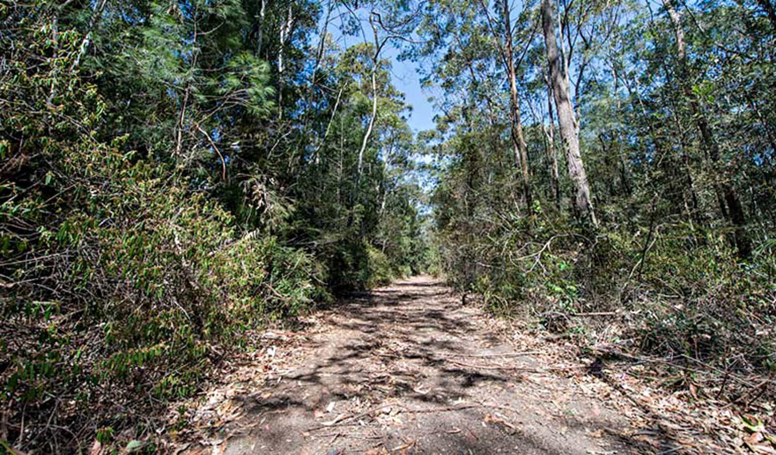 Turners walking track, Watagans National Park. Photo: John Spencer