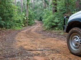 Car touring trail, Ulidarra National Park. Photo: Robert Cleary © DPIE