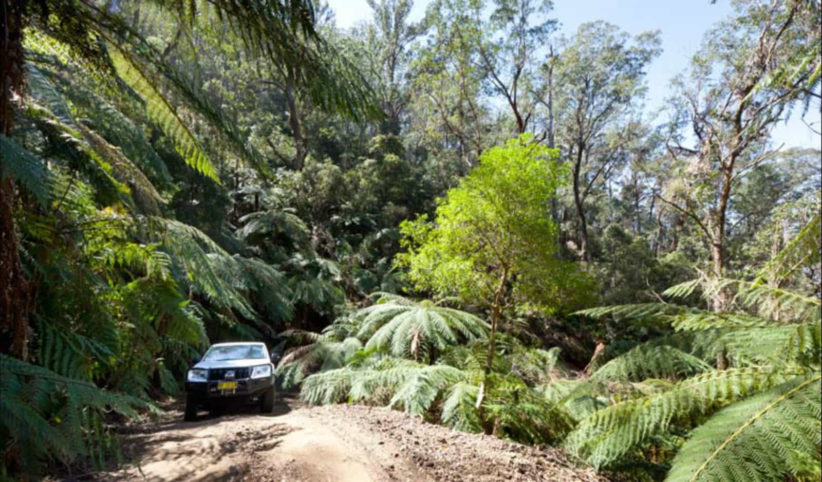 Wadbilliga Road drive