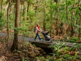 Woman with stroller on Palm Valley Currenbah walking track, Walgun Cape Byron State Conservation