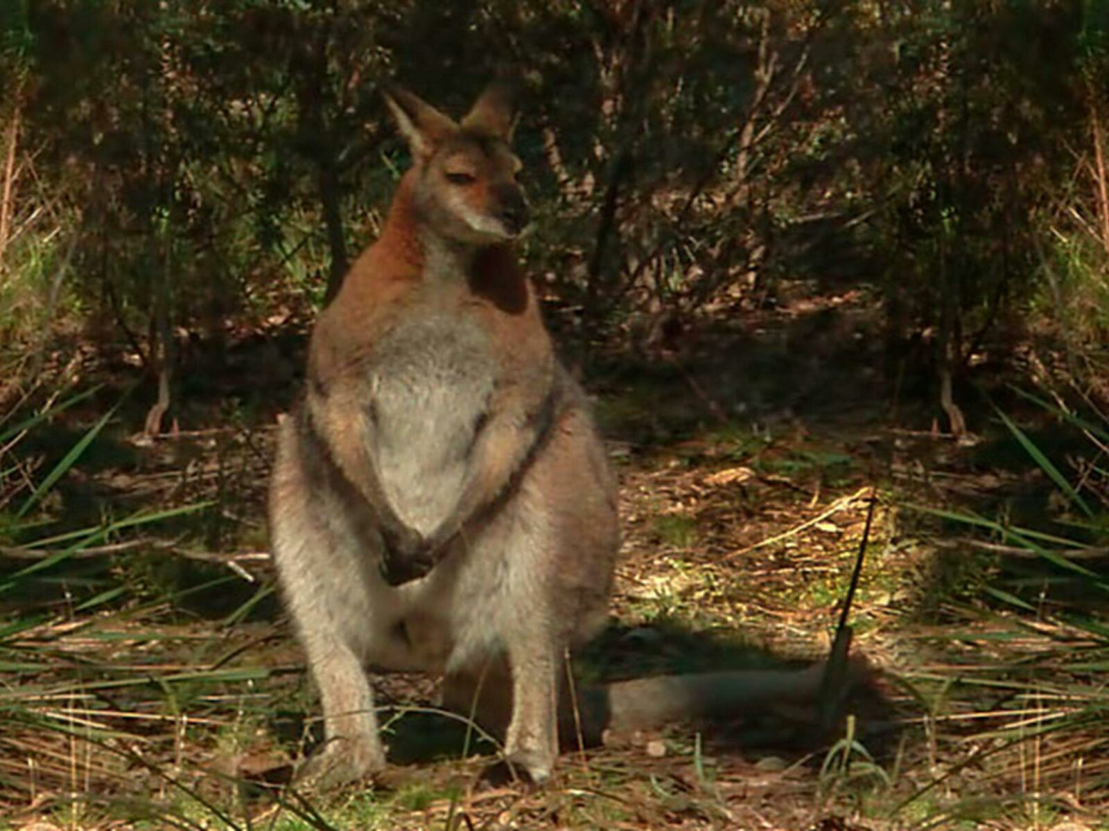 Wallaby picnic area, Conimbla National Park. Photo: A Lavender/NSW Government