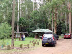 Wallingat Forest drive, Wallingat National Park. Photo: Ian Charles/NSW Government