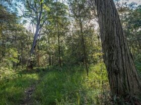 Wallumatta loop trail, Wallumatta Nature Reserve. Photo: John Spencer © DPIE