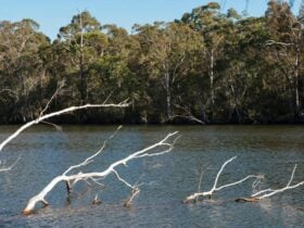 Delta Track, Corramy Regional Park. Photo: Michael van Ewijk © OEH