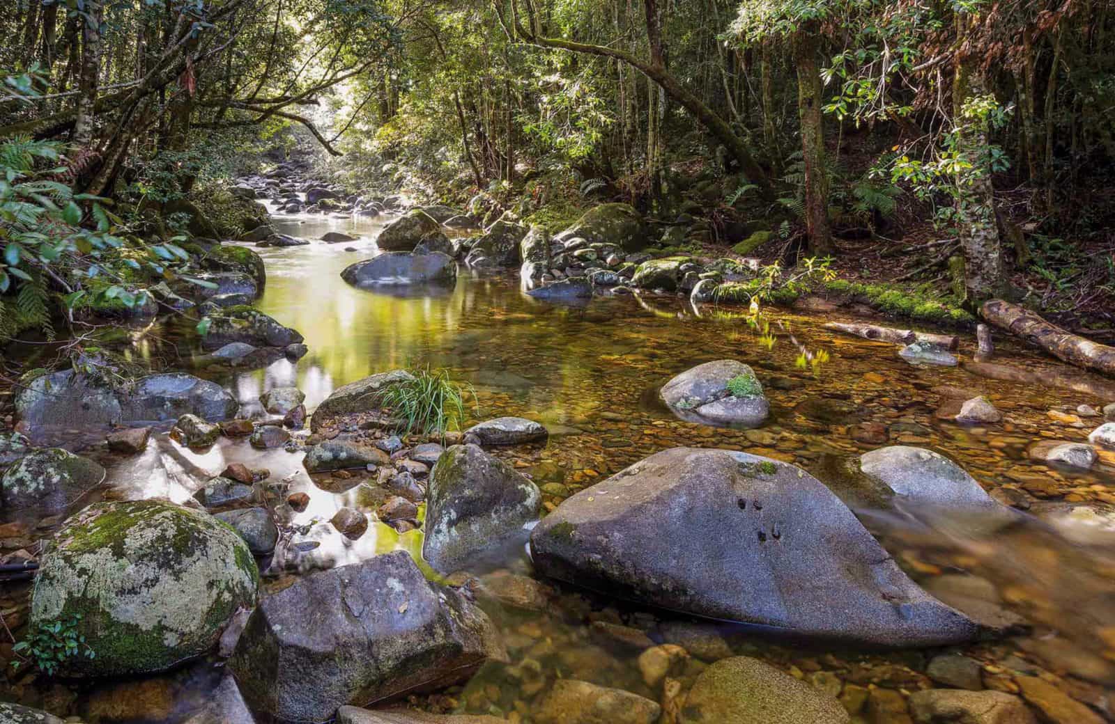 Washpool walking track, Washpool National Park. Photo: Rob Cleary