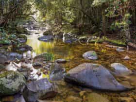 Washpool walking track, Washpool National Park. Photo: Rob Cleary