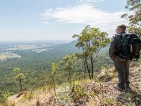 Great North walk, Watagans National Park. Photo: John Spencer © OEH
