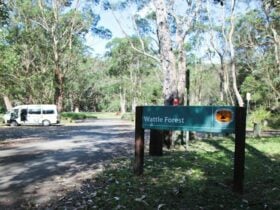 Wattle Forest picnic area, Royal National Park. Photo: Andy Richards/NSW Government