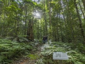 Rainforest on Carabeen walk, Werrikimbe National Park. Photo: Josh Smith © DPE