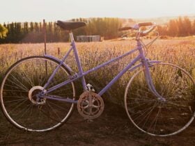 Purple cycle in lavender