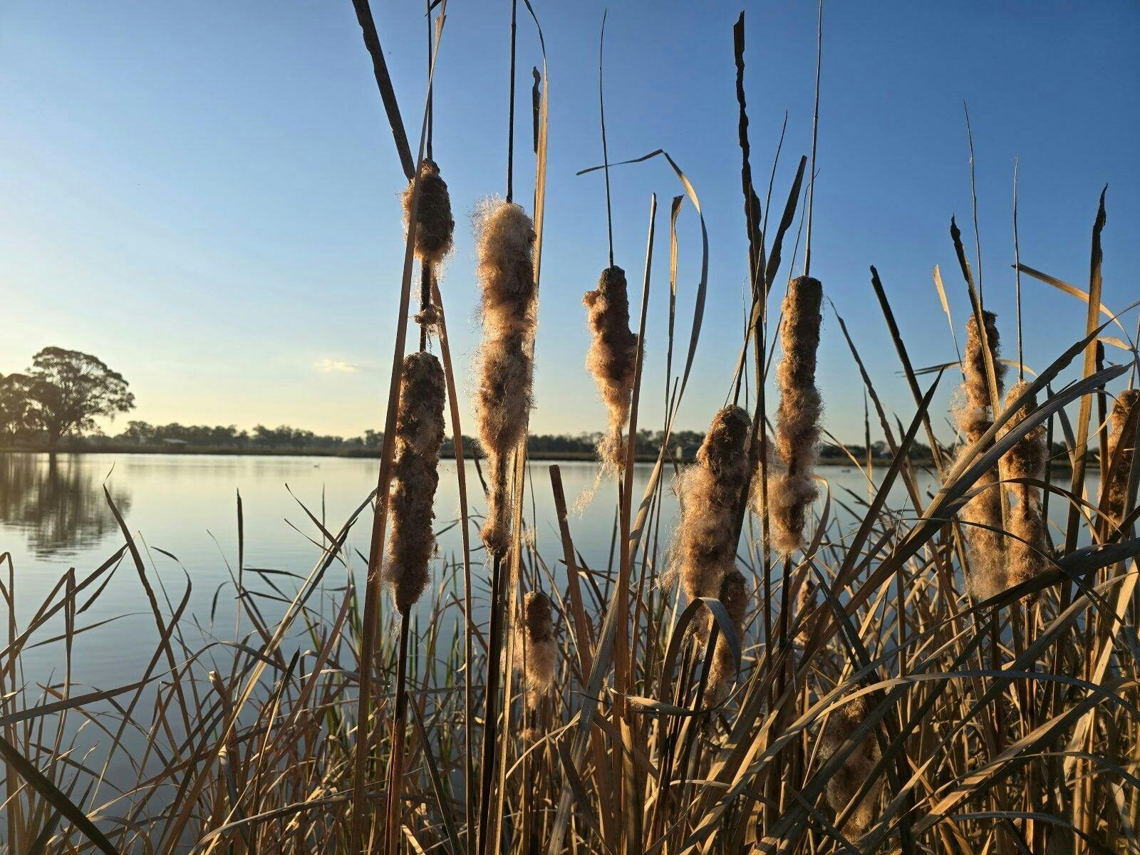 wetlands - spring