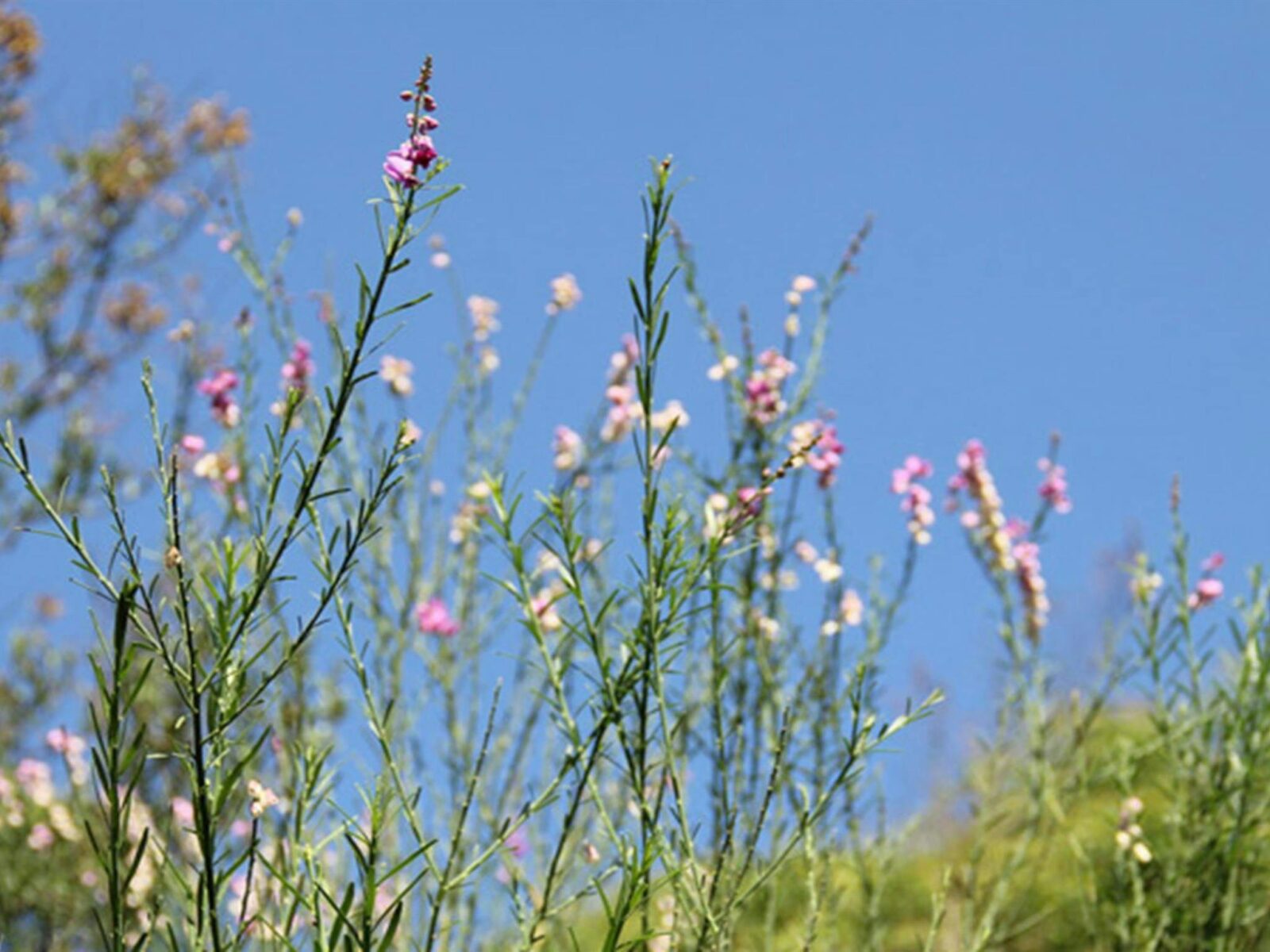 Wildflowers in William Howe Regional Park. Photo: John Yurasek/OEH