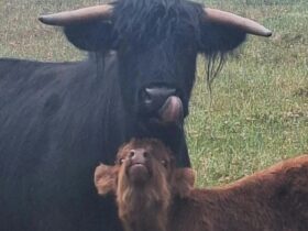 Betty and Clyde 2
