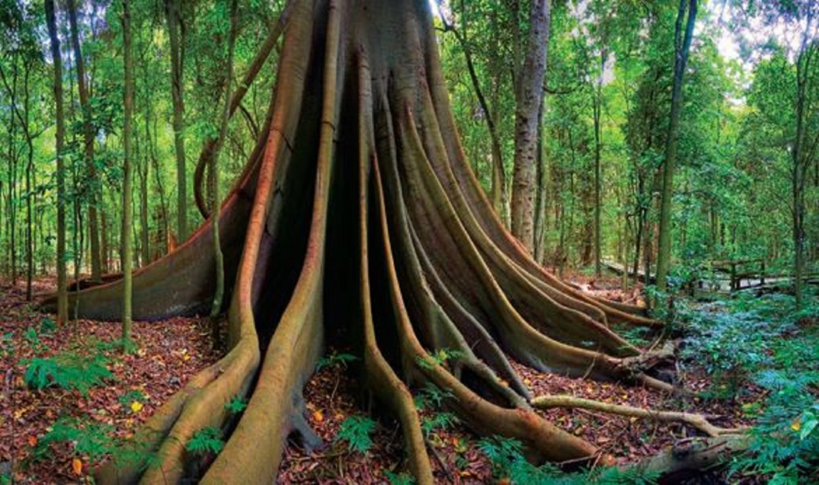 Tree in Wingham Brush