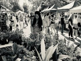 Shopping at the Yamba Farmers and Producers Market.