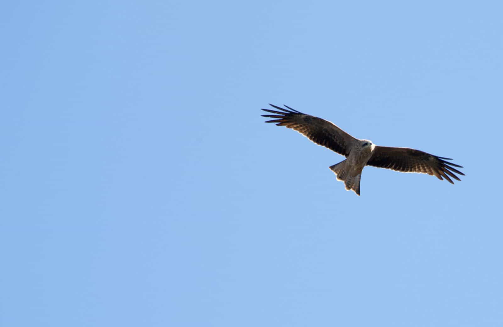 Yanga Lake Red Gum bird hide, Yanga National Park. Photo: David Finnegan