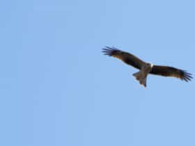 Yanga Lake Red Gum bird hide, Yanga National Park. Photo: David Finnegan