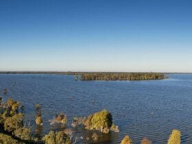Yanga Lake viewing deck, Yanga National Park. Photo: David Finnegan © OEH