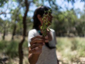 Deniliquin Island Sanctuary