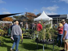 Collector Plant Fair