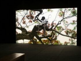 Installation view of video work where subject is sitting in a tree.
