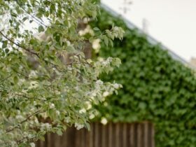 Foreground tree folliage background barn covered in ivy.