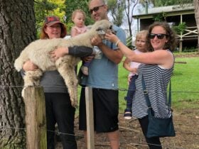 Madisons Mountain Retreat Alpaca Experience