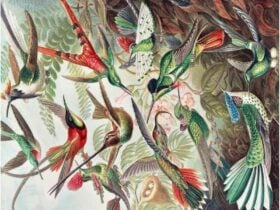 A painting called The Botanicals by Ernst Haeckl depicting a flock of colourful birds.