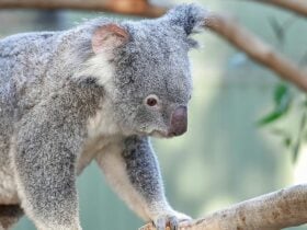 Wake up with the wildlife Aus Day Blacktown