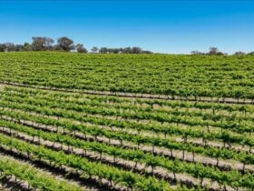 This is one of our Shiraz grape blocks