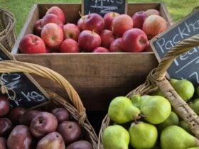 Bellingen Farmers Markets