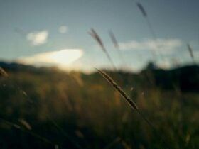 Grass stalks in focus with pasture and mountains out of focus in the background