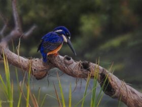 Kingfisher